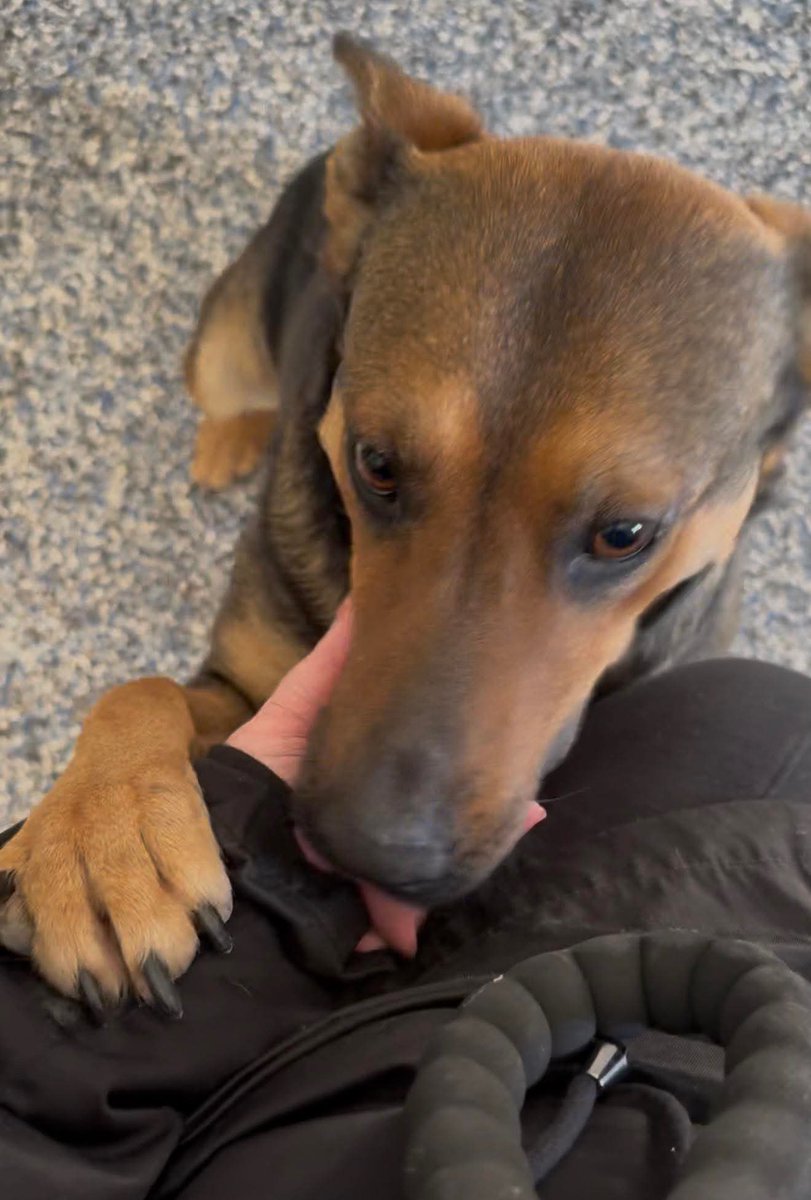 LacDonna's tweet image. UPDATE:  When Myrtle arrived to Kuddles &amp;amp; Kisses rescue, a vet exam revealed heartbreaking news. This sweet girl is 3–4 weeks pregnant &amp;amp; tested positive for heartworms, Lyme disease, &amp;amp; Ehrlichia. trying to raise $1,800 to help cover her medical care. 
Please honor your pledges!!