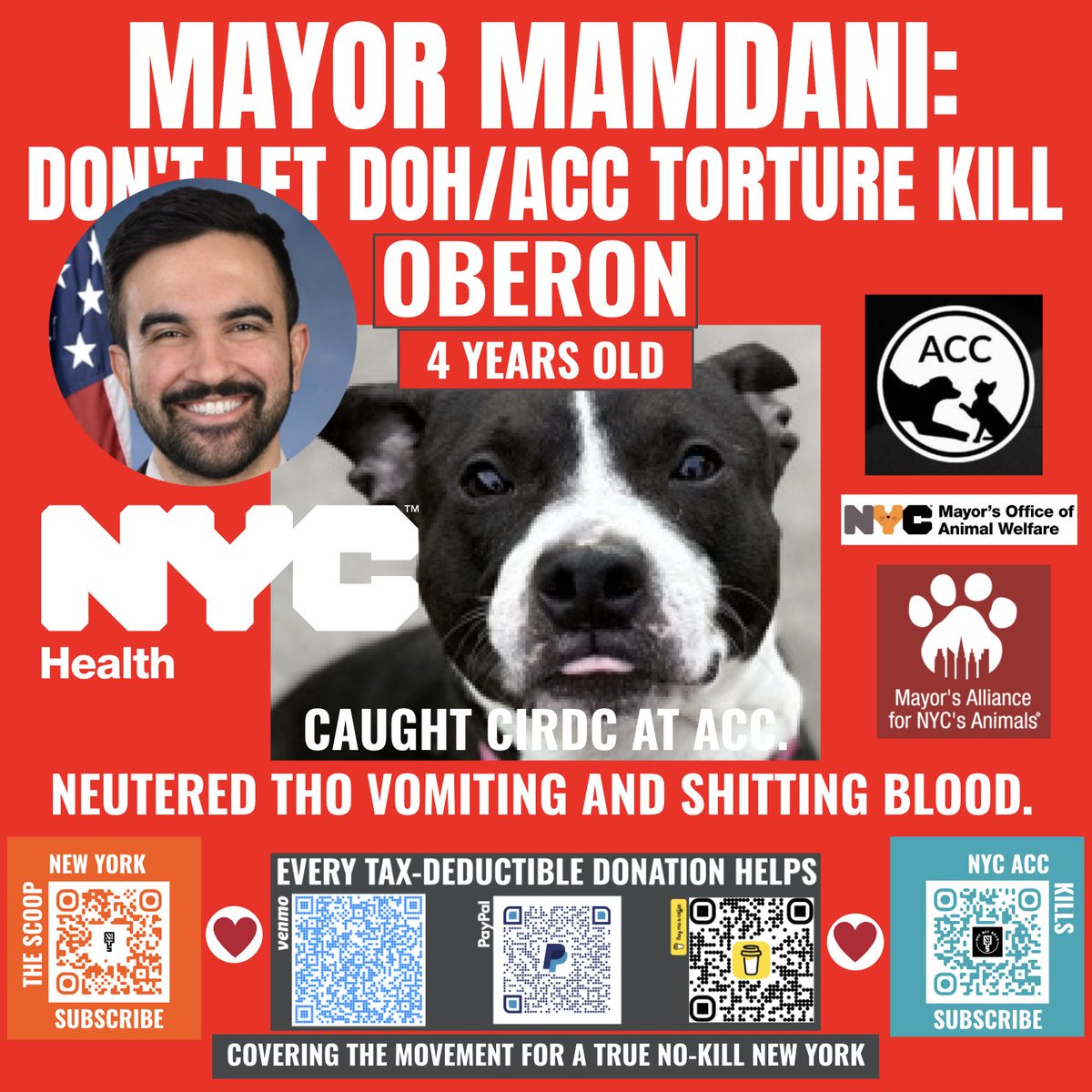 TORTURE-KILL ALERT: Mamdani's <a href="/NYCACC/">Animal Care Centers of NYC</a> @nychealthy is about to kill Oberon. 

Neutered tho he had CIRDC ("deep chest cough &amp; bloody diarrhea," "vomiting"). Now on death row. 

These thugs should be criminally investigated <a href="/NYCMayor/">Mayor Zohran Kwame Mamdani</a>. Not paid by NYers they despise.

Do your job.