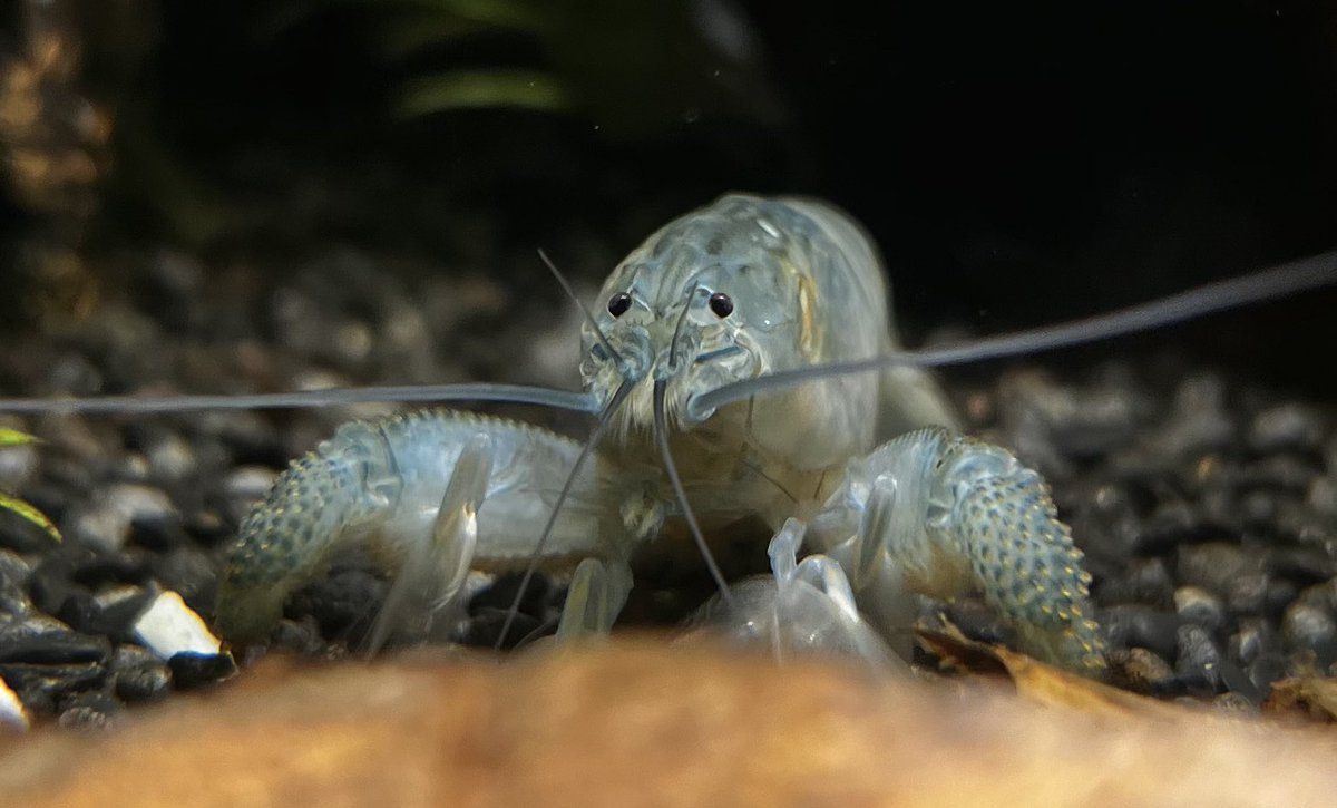 AxondriteInk's tweet image. She kind of reminds me of a vampire shrimp