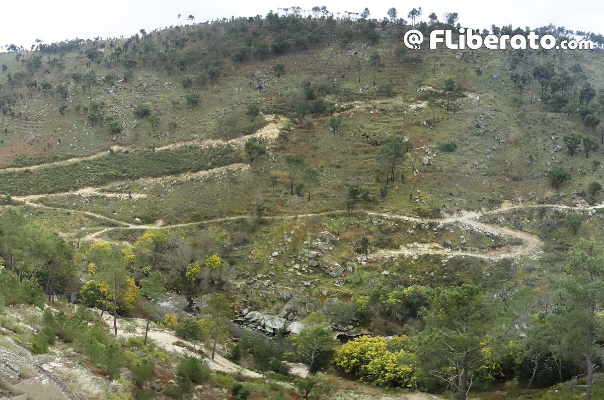 Fernando Liberato tweet media