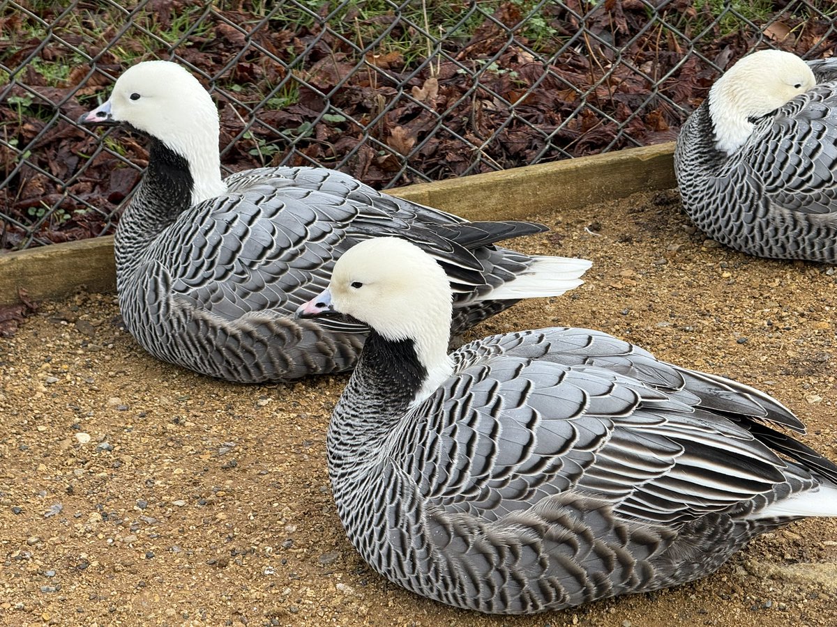 All_The_Geese tweet media