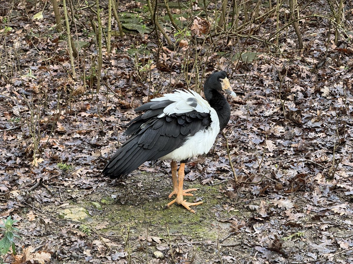 All_The_Geese tweet media