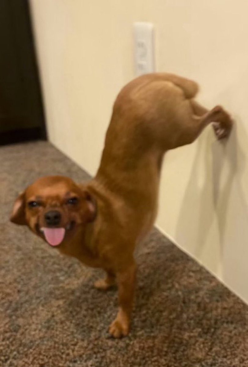 Mystayor 兽 💹🧲 tweet media