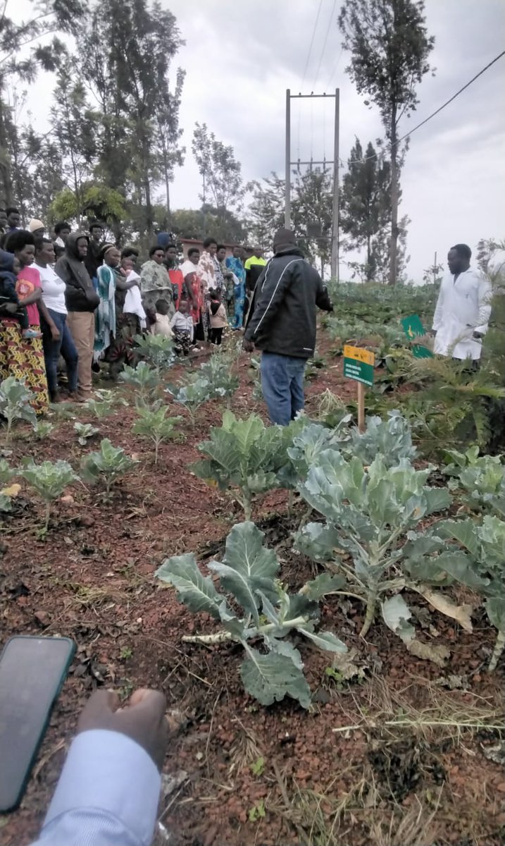 Murama Sector/KAYONZA District tweet media