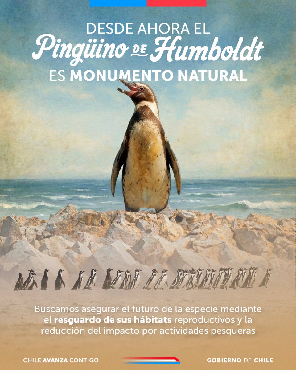 ¡Desde ahora el pingüino de Humboldt es oficialmente Monumento Natural!🐧 Con este hito histórico buscamos asegurar el futuro de la especie, resguardando sus hábitats reproductivos y reduciendo el impacto de las actividades pesqueras en su entorno.