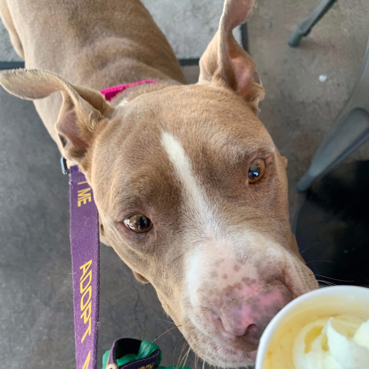 Coffee for you, pup cup for them! ☕ 

Take part in a Foster Field Trip: Coffee Break! 

Grab an iced latte while hanging out with an adorable shelter dog.

No long-term commitment—just good vibes and wagging tails.

Learn more here: bit.ly/4kwB54Y