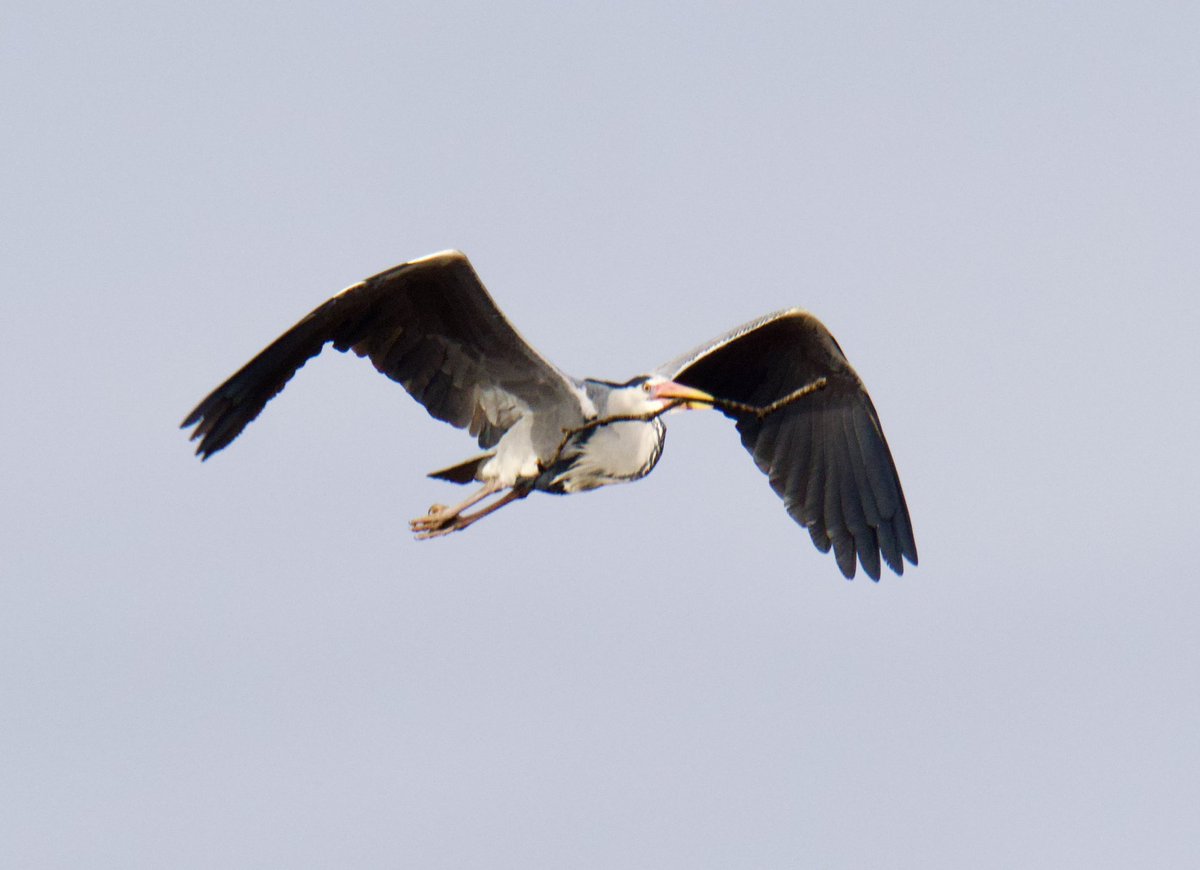 TimTim292's tweet photo. The Powderham Devon Heronry very active this morning. Around 20 Herons busy nest building. @BirdTrack @BirdGuides  #Heron #BirdsSeenIn2026 #Powderham https://t.co/bGKebNKJAc