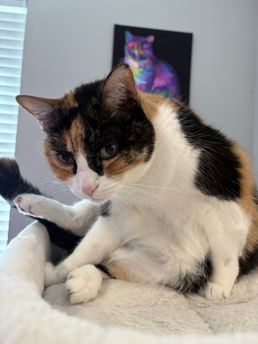 💫 Live on Twitch 💫 

More Mio today! We gotta be close to an ending, right? Also we’re immediately fighting a boss 😭

Also all three cats are here. Make sure to stop by and pspspsps 

twitch.tv/idelia