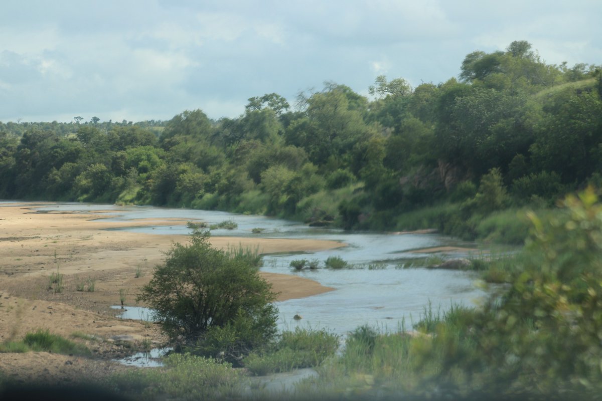 ShutterVista's tweet image. Majestic river and towering trees in Kruger National Park 🌳💧 — a serene glimpse of Africa’s untamed beauty, where nature flows at its own pace.

#KrugerNature #AfricanLandscapes #RiverViews