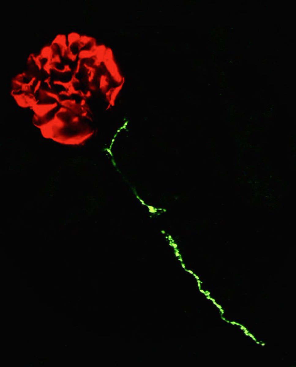 Lori O'Brien tweet media