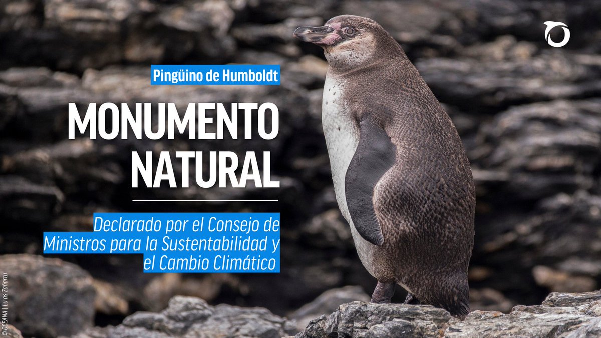 🇨🇱 Una gran noticia para la biodiversidad Chilena!

El Pingüino de Humboldt, especie emblemática del Archipiélago que lleva su nombre, acaba de ser declarado Monumento Natural por el Consejo de Ministros para la Sustentabilidad y el Cambio Climático.

🚨 Recordamos que esta