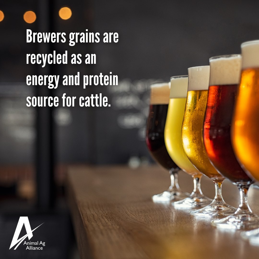 Animal Ag Alliance tweet media