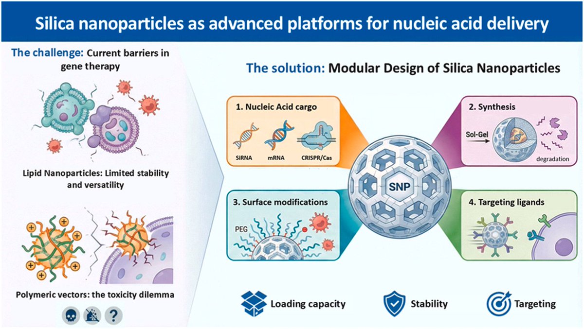 DrMFanarraga's tweet photo. 🚀Here is our new open access paper with @Lorena_ghevia! in Silica Nanoparticles for nucleic acid delivery in: Materials Today Bio🔬https://t.co/I9l3CFBpoG
#Nanomedicine #SiNPs #Biomaterials
Enjoy it!!! https://t.co/vJSHTZsgV7