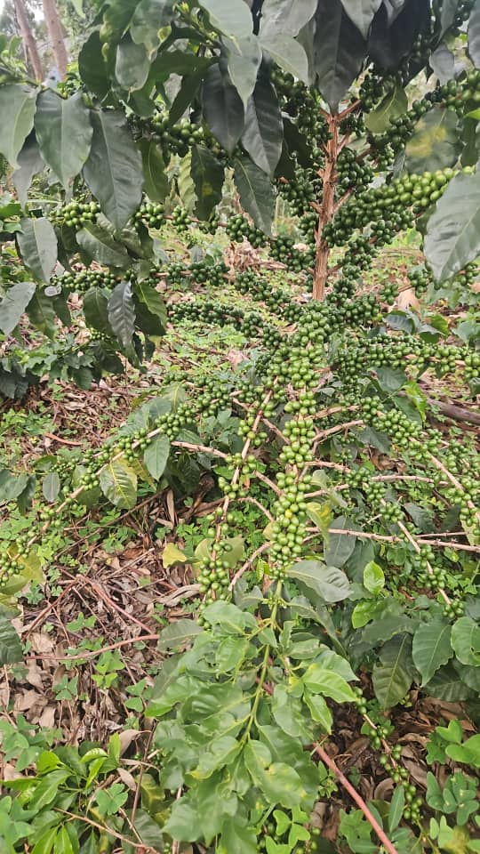 Justus KANGWAGYE tweet media