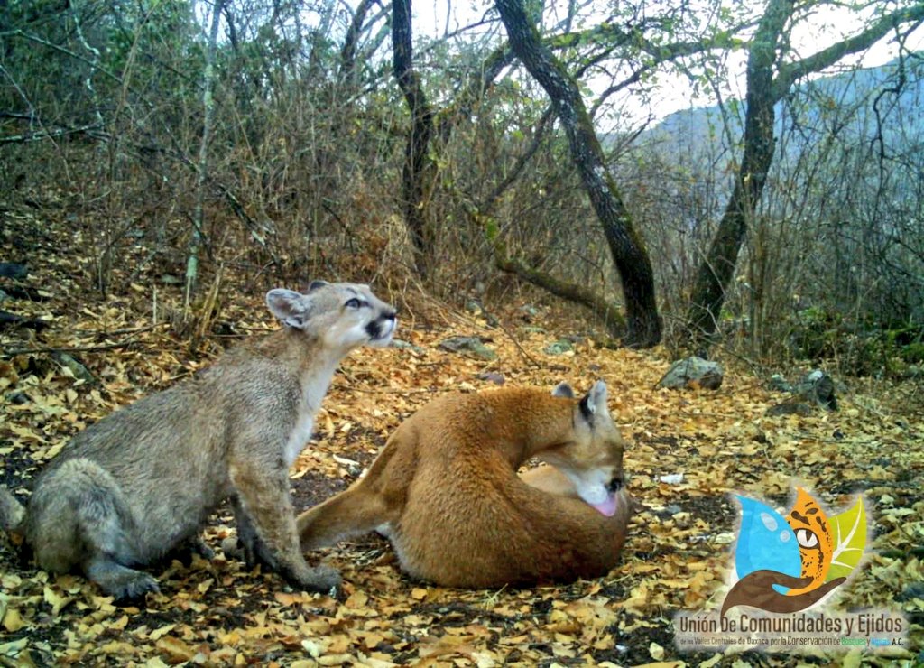 Pável Palacios Chávez tweet media