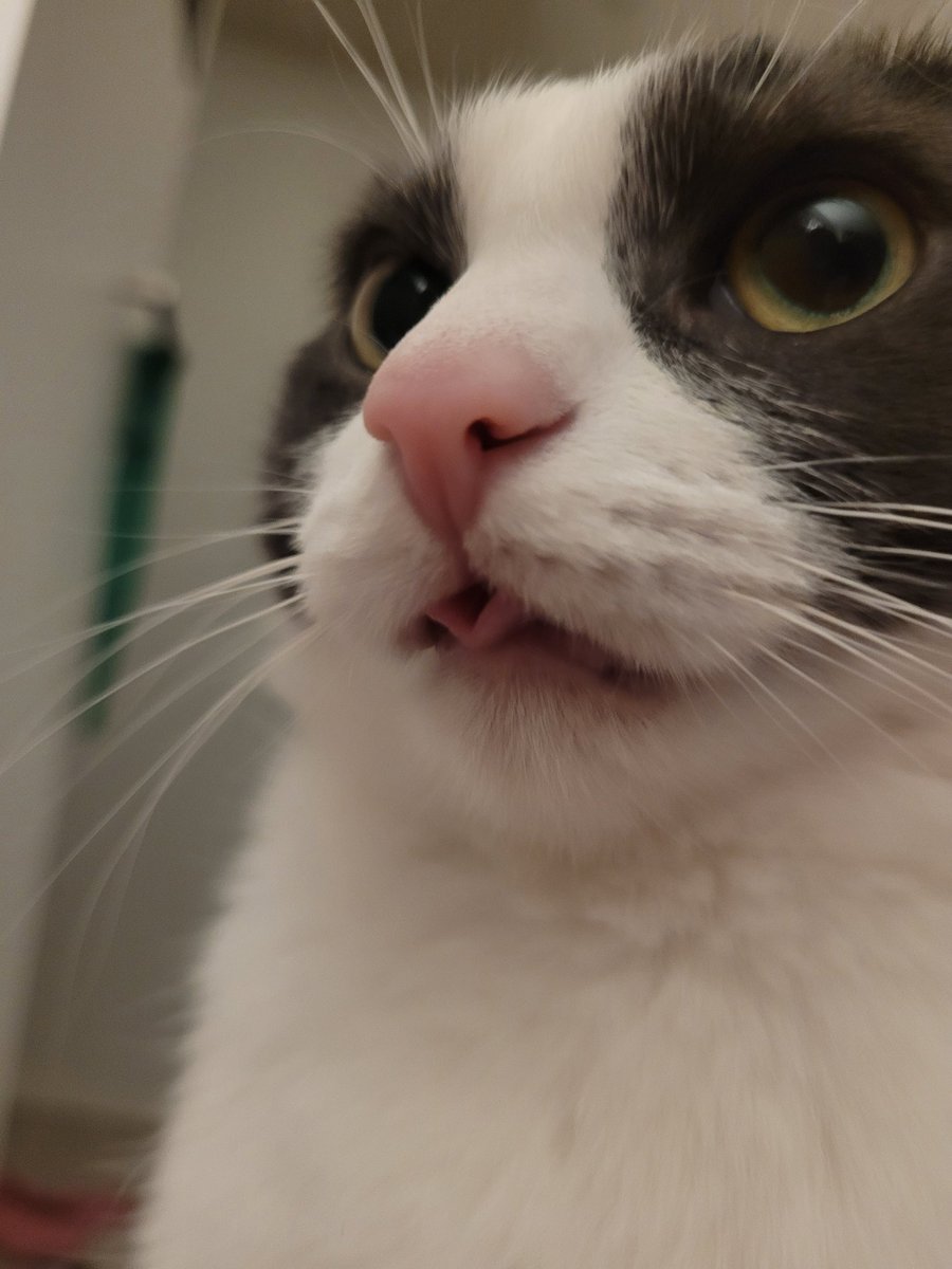 adorechuu's tweet photo. HER LITTLE TONGUE 😭🩷 #LPOD https://t.co/irRBIkK3bu