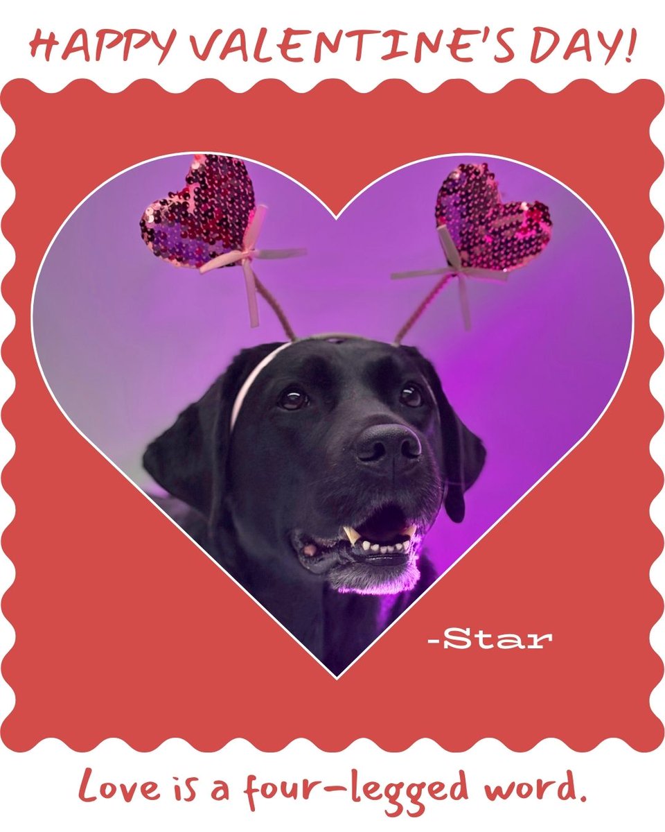 VenturaCountyDA's tweet photo. 💖🐾 Love is in the air… and it’s brought to you by wagging tails and puppy kisses! Our courthouse dogs are spreading comfort, joy, and plenty of heart this Valentine’s Day.
#ValentinesDay #CourthouseDogs #PawsForJustice #WoofYou https://t.co/VhzmZewWgS