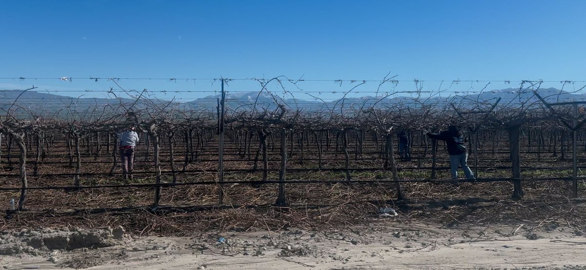 UFWupdates's tweet photo. It was 10 am  and 45° in Tejon, CA when this photo was taken. "Ira" said, "We're pruning grapevines by hand. It is very cold, our fingers are stiff &amp; we spend hours reaching overhead to shape vines. This is necessary prep work for the fruit that will come this summer." #WeFeedYou https://t.co/SVuUd6Xy8i