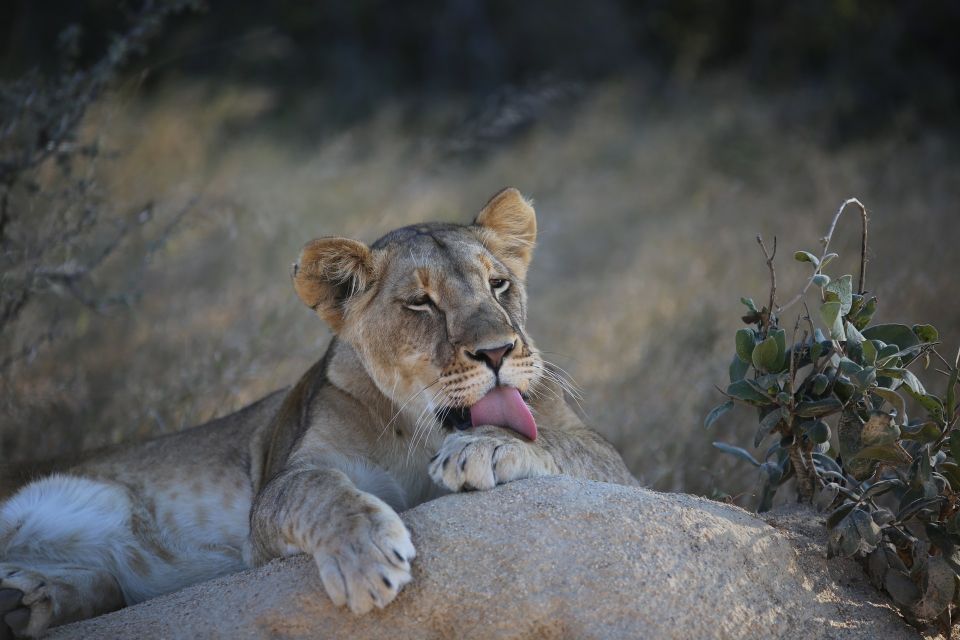 Lions lounging in Hwange National Park! Spot the king of the jungle on our epic wildlife safari. Join us: primeugandasafaris.com/safaris-zimbab… #primeugandasafaris #zimbabwesafaris #safariinzimbabwetafrica #zimbabwetours