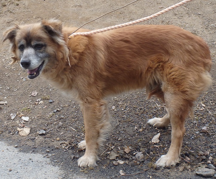 #福島県いわき市保健所 
#全６管轄ご高覧可　pref.fukushima.lg.jp/sec/21621a/
No.　7-37
捕獲月日　２月11日
場所      小川町下小川字梅ノ作
種類      雑種
毛色      茶黒白
性別      雄
体格      中
特徴