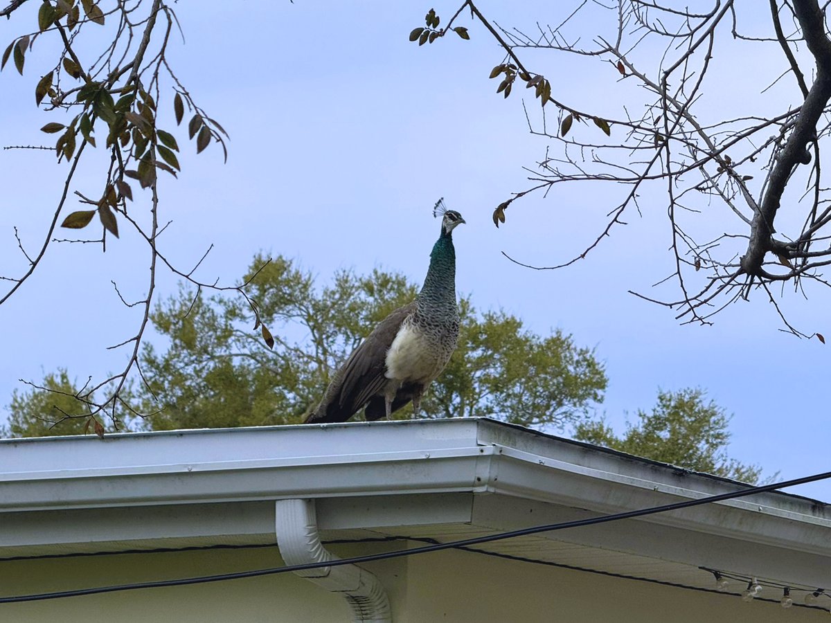SpaceCoastBTC's tweet photo. A Peahen on my neighbor's roof this morning. Peacock Peafowl Florida (Elon is blocking hashtags). https://t.co/HlabaByHdN