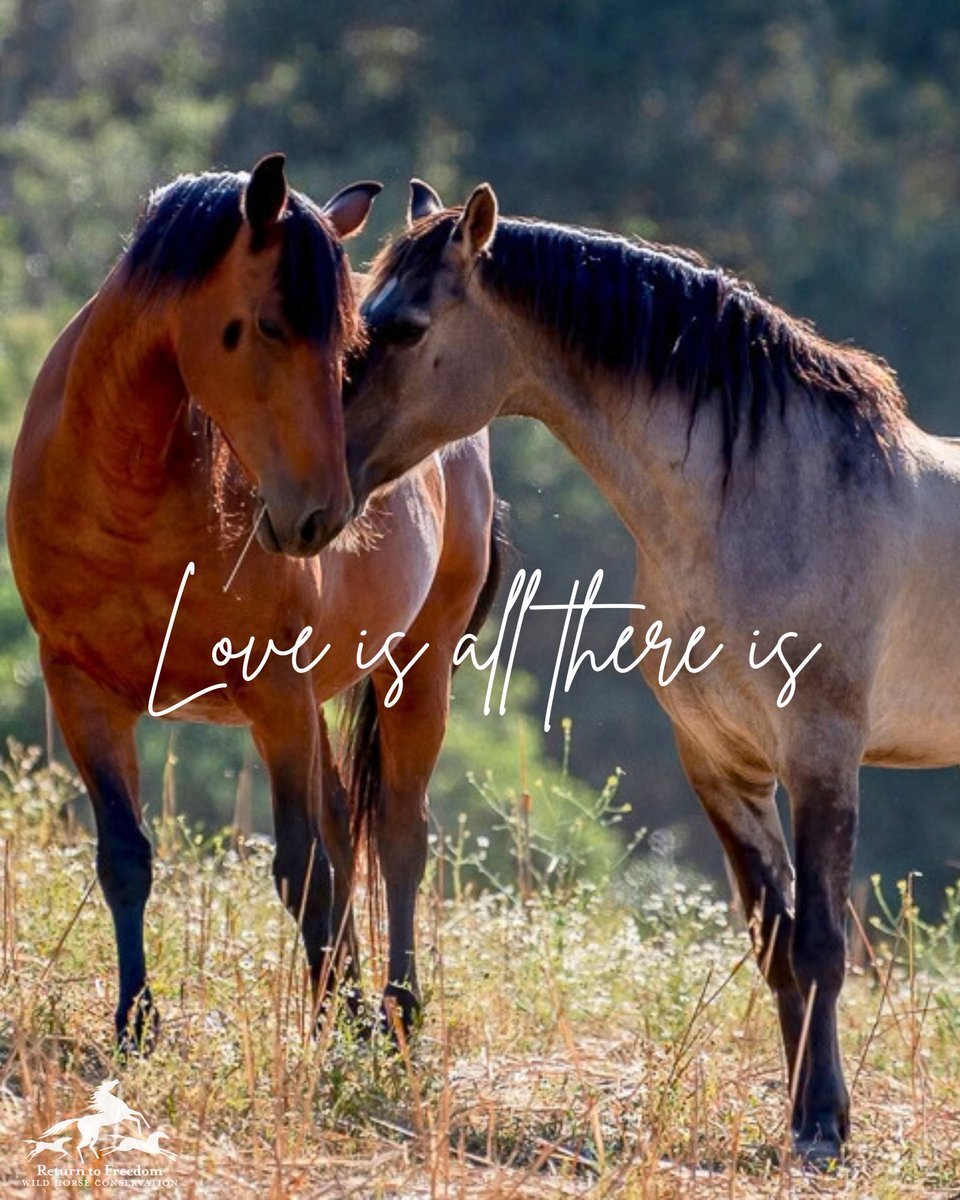 Return to Freedom tweet media