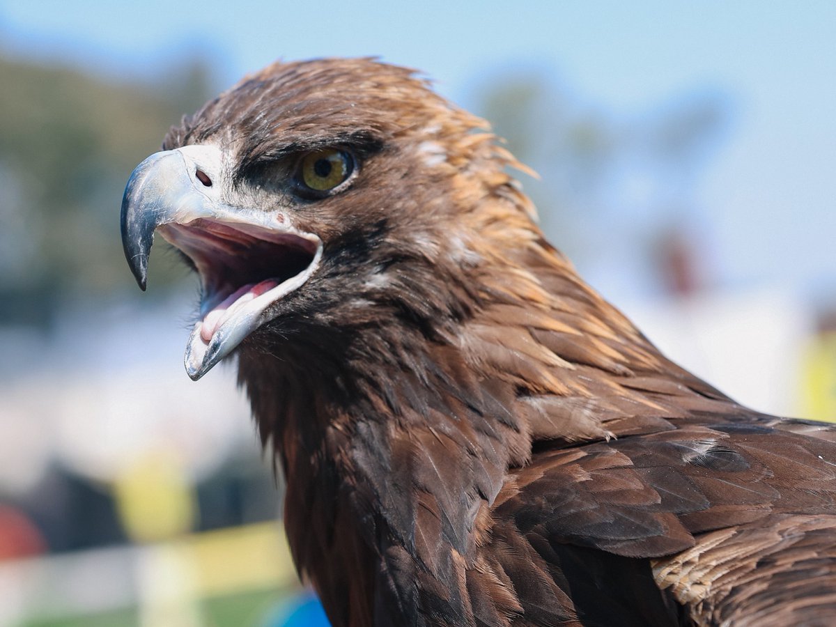 ClubAmerica's tweet image. En este Día Nacional del Águila Real, apreciemos a Celeste, siempre tan majestuosa y audaz. 🦅✨
