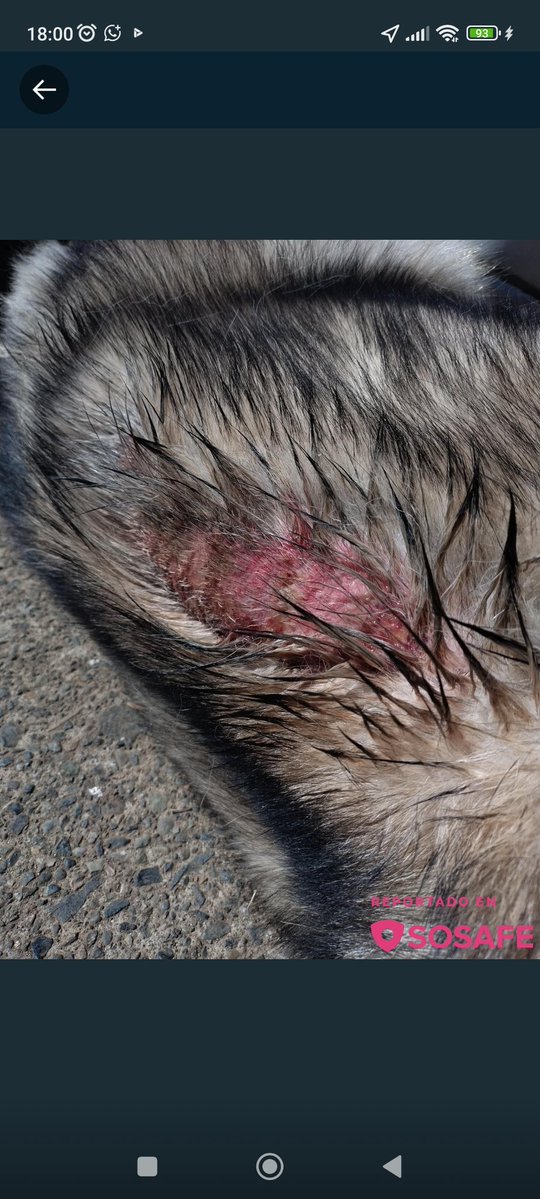 Encontré este reporte en Sosafe. Se trata de un sospechoso que ha quemado con agua hirviendo a mascotas con dueños. A uno lo quemó a las 19 hrs y a otro como a las 08:30 am. 
Pasa en el sector #Menzel #Valdiviacl <a href="/carolinapinoc/">Caro 🌲 C.</a> <a href="/gloriabaettig/">Gloria Baettig</a> <a href="/patrmarsh/">𑁍ᑭᗩT ♀️🟣</a> <a href="/eltuitdemarsh/">Marcela</a> <a href="/KarendTV/">Karen Doggenweiler L</a>