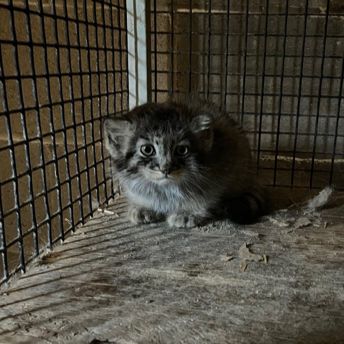 Manul tweet media