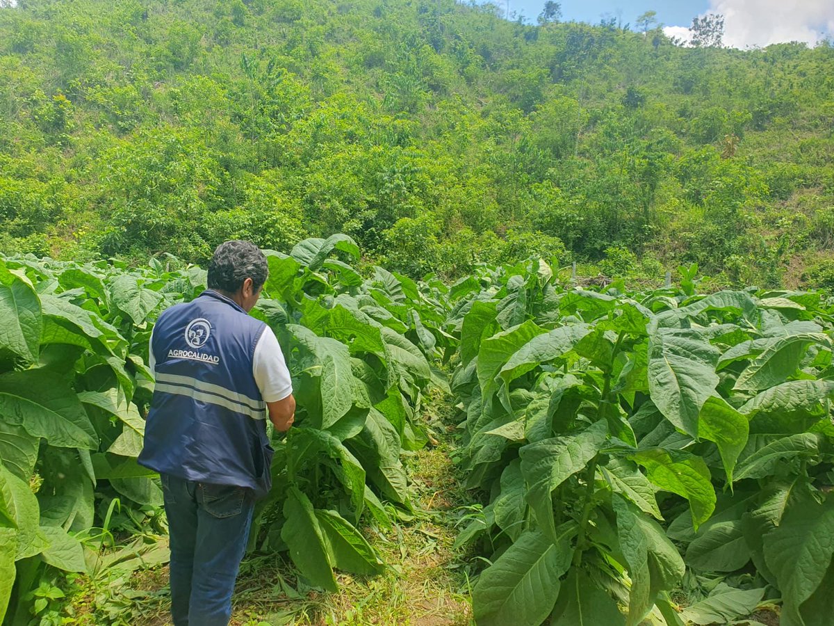 AgrocalidadZ4's tweet photo. #Manabí | 🌿🔎 Realizamos vigilancia fitosanitaria y control posregistro en cultivos de tabaco en la parroquia Canoa, cantón San Vicente, para determinar la posible presencia de plagas y proteger la producción agrícola nacional.
#ProtegeTusCultivos https://t.co/qepaac4Fmj
