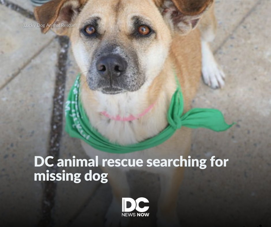 DC News Now tweet media