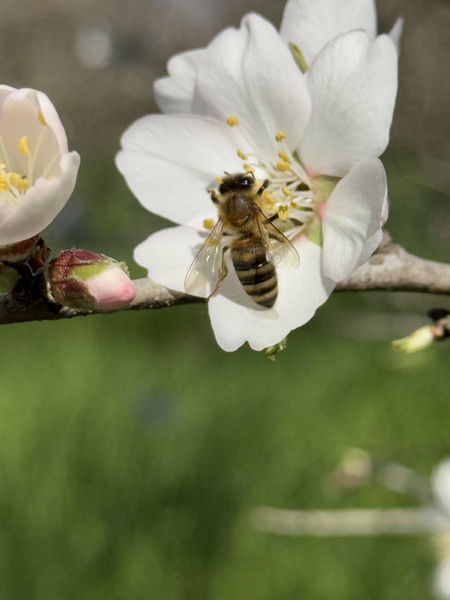 Cal Ag Solutions tweet media