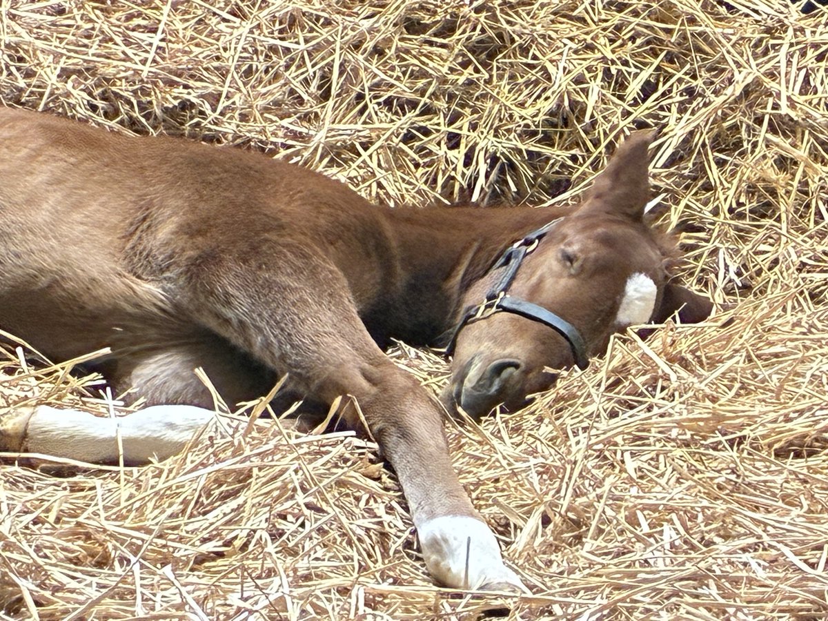 Brookside Stud tweet media