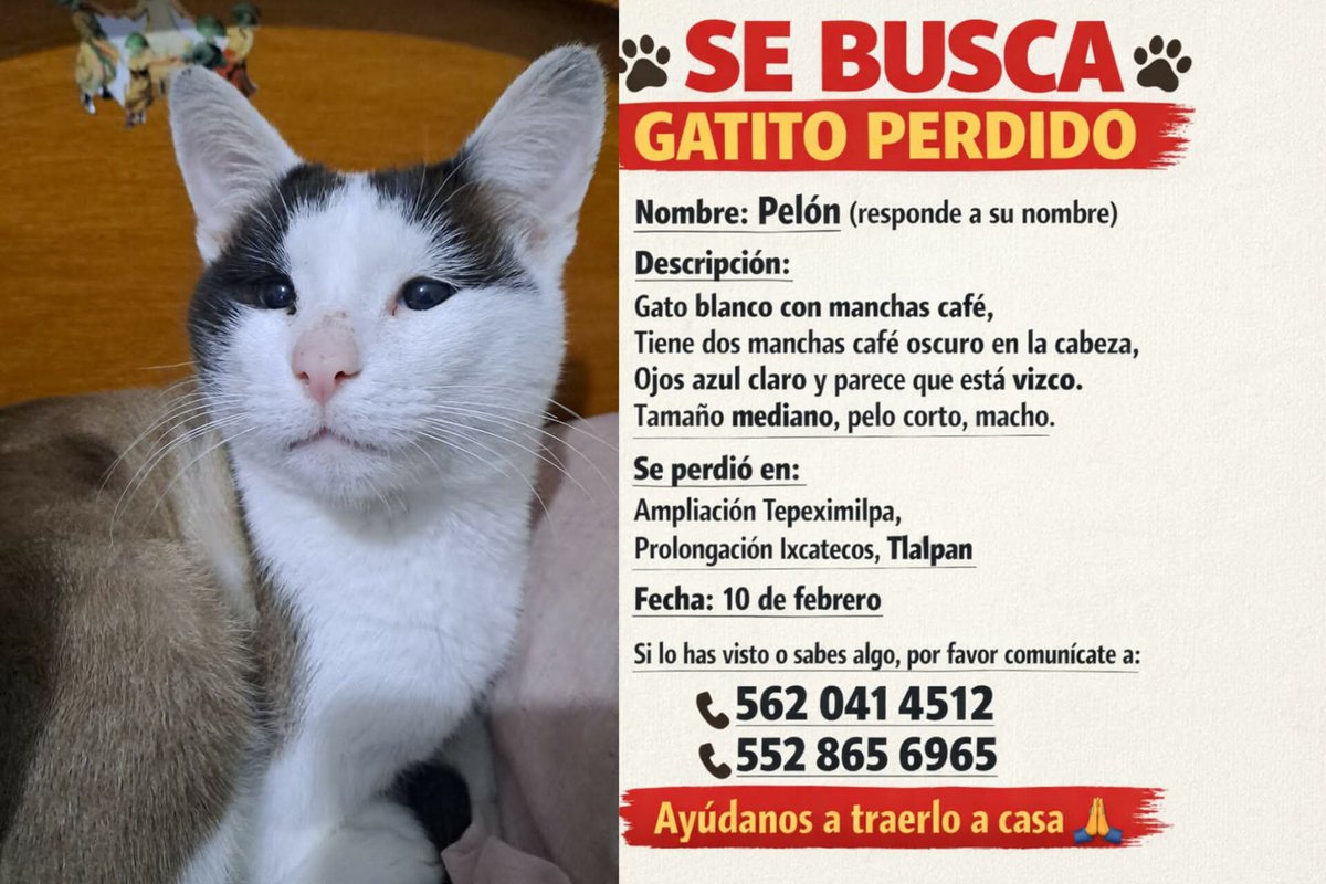 Se busca 🐱