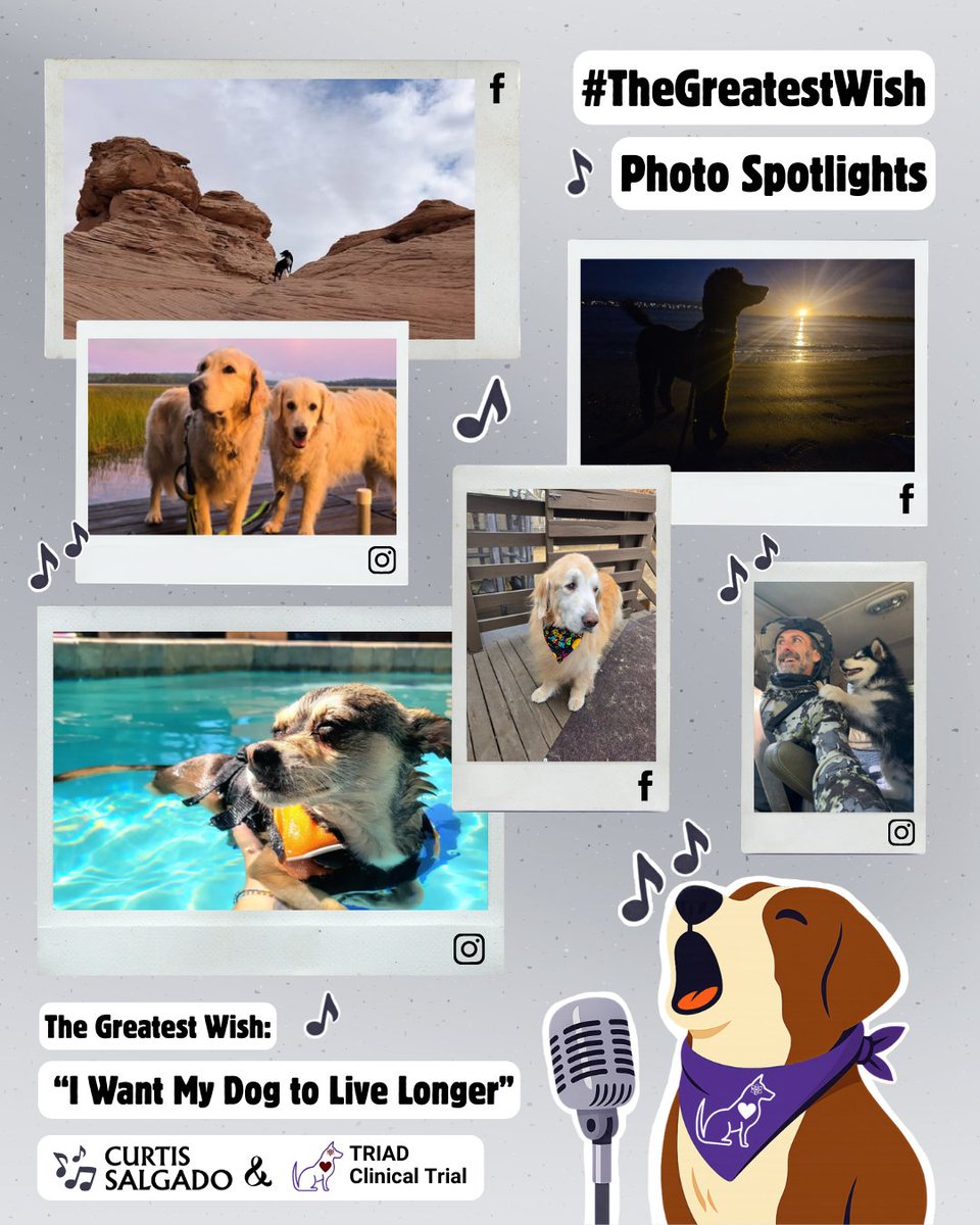 Dog Aging Project tweet media