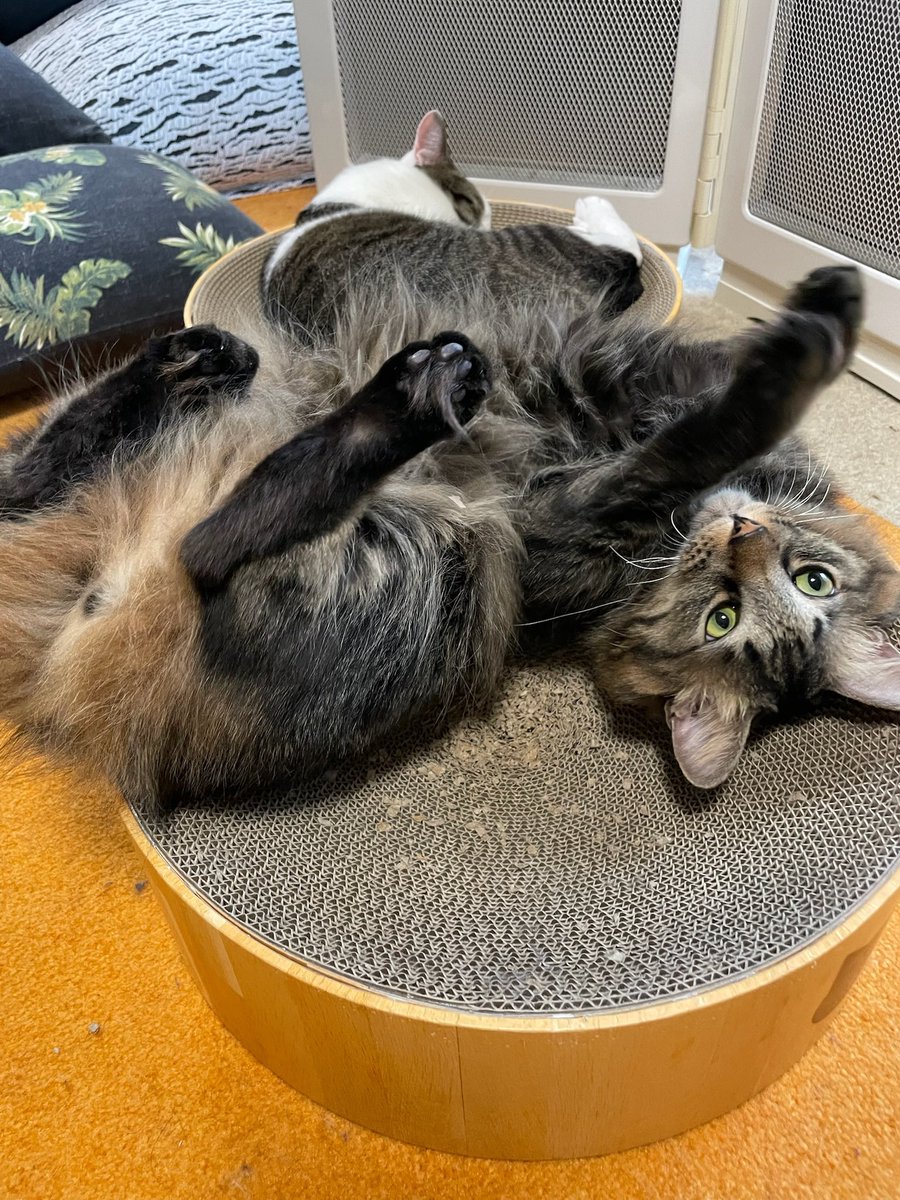 SaneatsuFN's tweet photo. やっと土日です🐈🐈‍⬛✨
#cat
#猫 https://t.co/6zdnwQ8ZsV