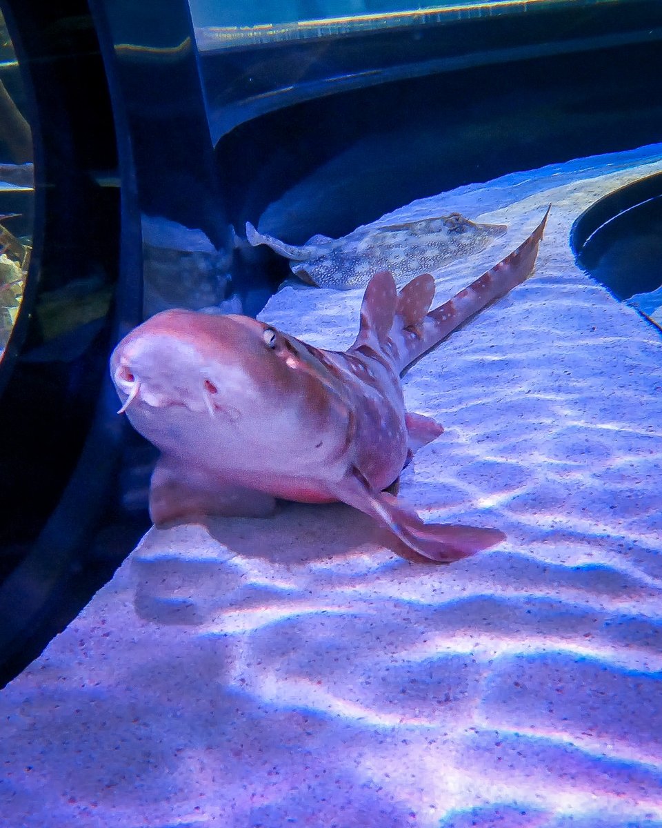 Aquarium of Niagara tweet media