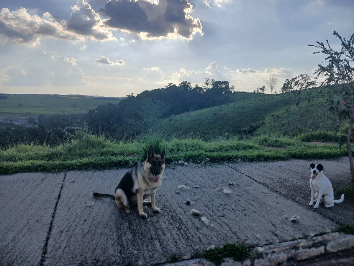 rodopala73's tweet photo. Luna the German Shepherd has officially declared it “Fur Blizzard Season”! ❄️🐕
As the sunset glows over the countryside, she proudly spreads her fur like she’s redecorating the road. Meanwhile, her sister Belinha watches like:
I love you… but that’s enough fur to build another https://t.co/VWYGQwzv8o