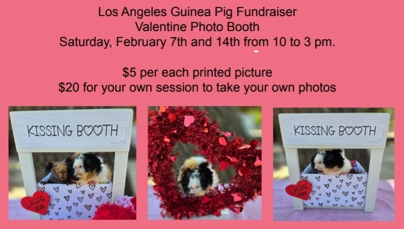 Tomorrow come visit our KISSING BOOTH for photos of your piggies!!! 
10856 Farralone Ave, Chatsworth from 10am till 3pm    
$5 for a high quality print from our super duper camera printer thinghy or $20 to use the set and take as many pics you like of your babies!   See you there