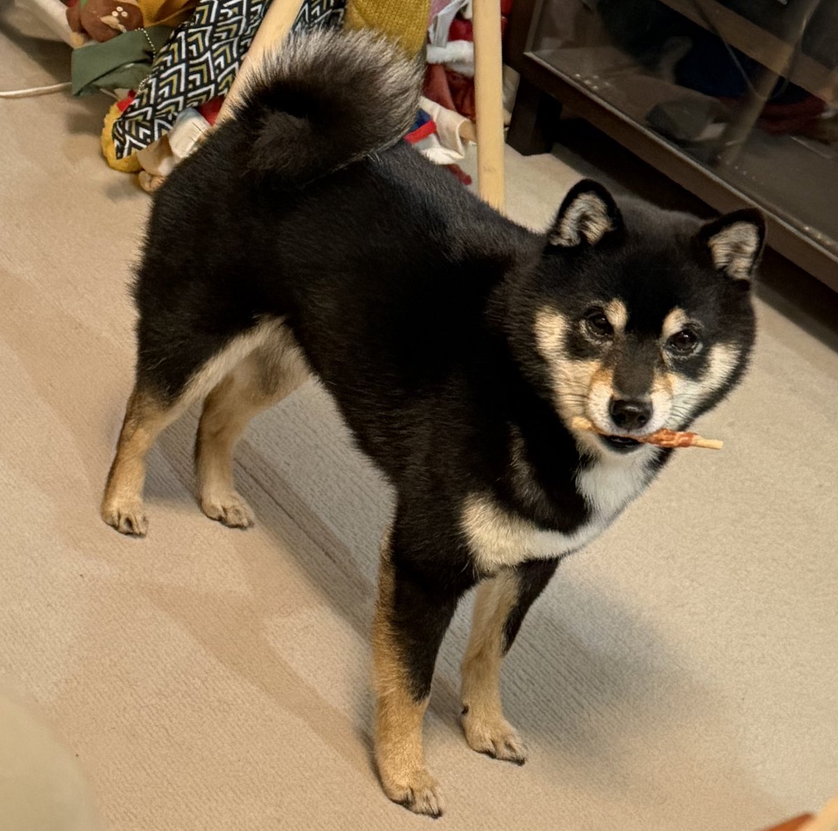 黒豆柴♂もなか (@monabolta) / Posts / X