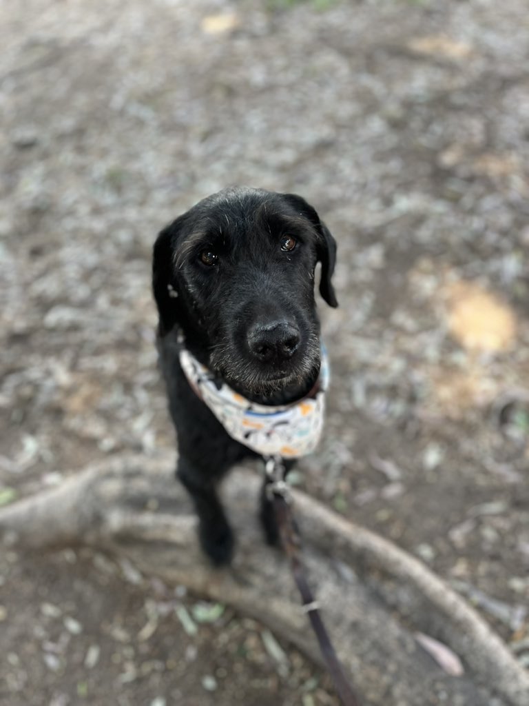 Ve esos ojitos y dile que no la puedes adoptar.🥺

Ella es Morita,y busca una familia.
Si no puedes adoptarla,ayúdanos compartiendo.
Estamos en CDMX.