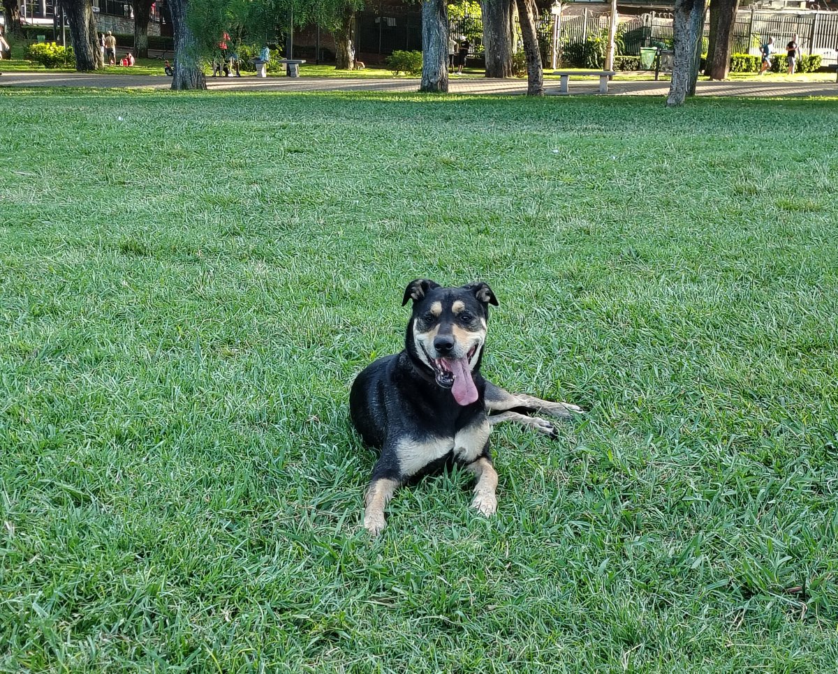 dainodev's tweet photo. me sacó a pasear el pherrian https://t.co/mxNTcGOXK7