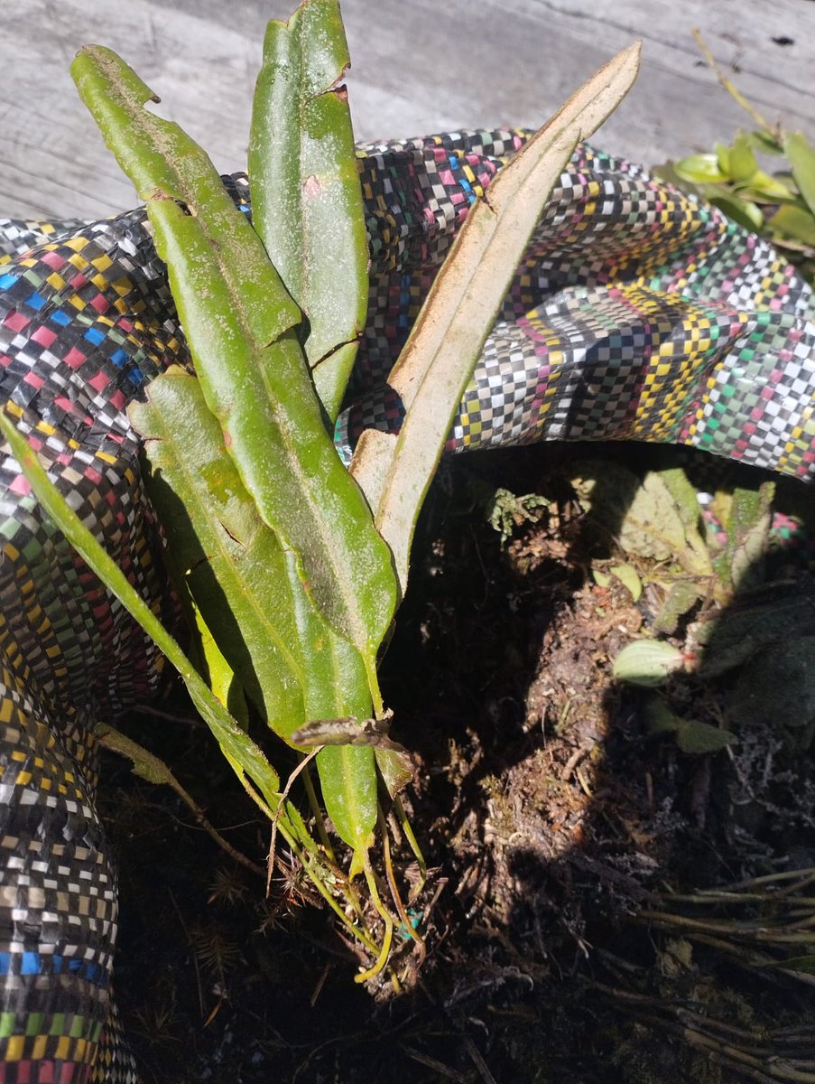 Dirección Zonal 1 MAE Imbabura - Carchi tweet media