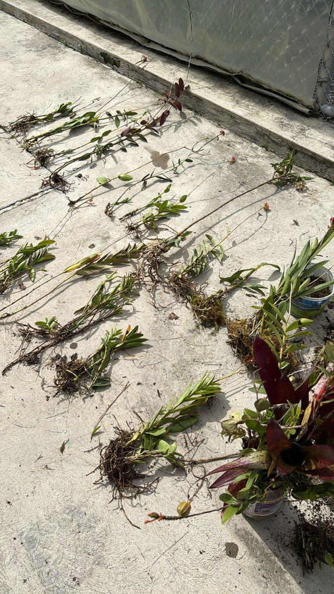 Dirección Zonal 1 MAE Imbabura - Carchi tweet media