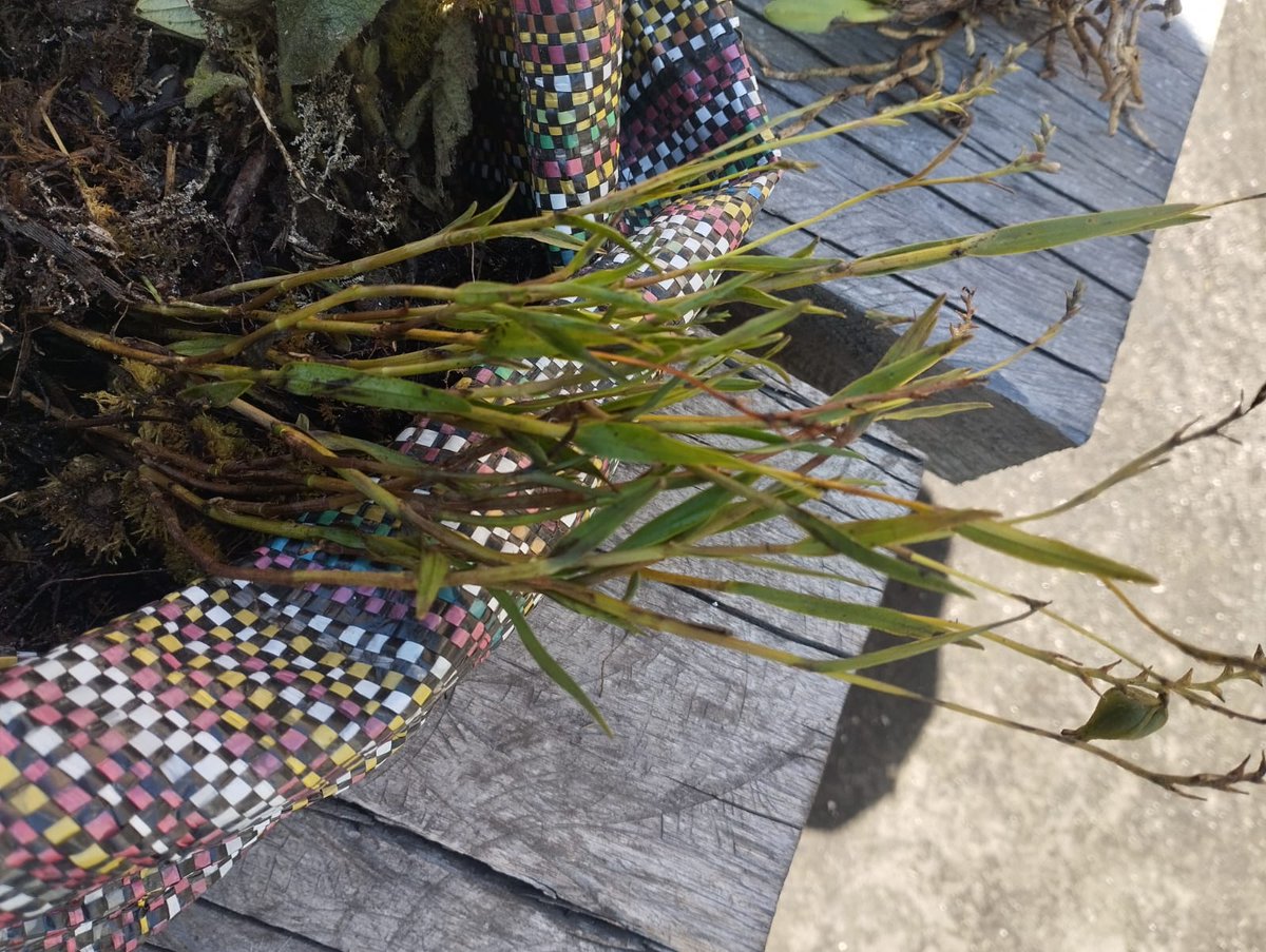 Dirección Zonal 1 MAE Imbabura - Carchi tweet media