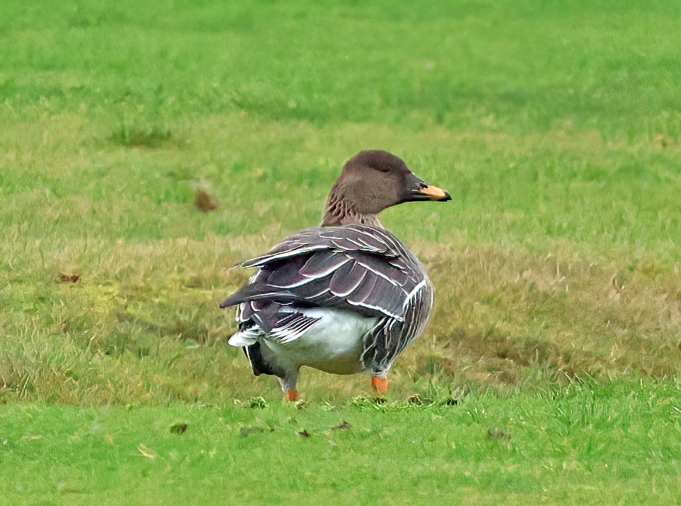 Natural Newbiggin tweet media