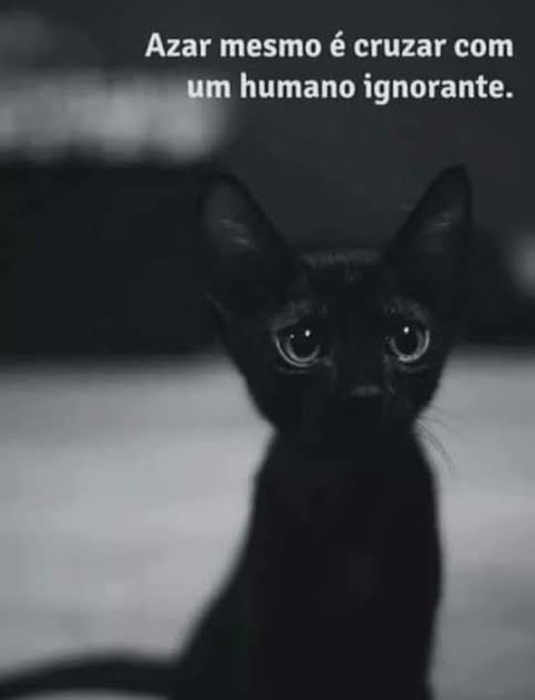 arquivocurioso's tweet photo. Século XXI e tem gente que acha que cor de pelo de animal vai determinar se coisas boas ou ruins irão acontecer a ela. https://t.co/MZQeEPHPqa
