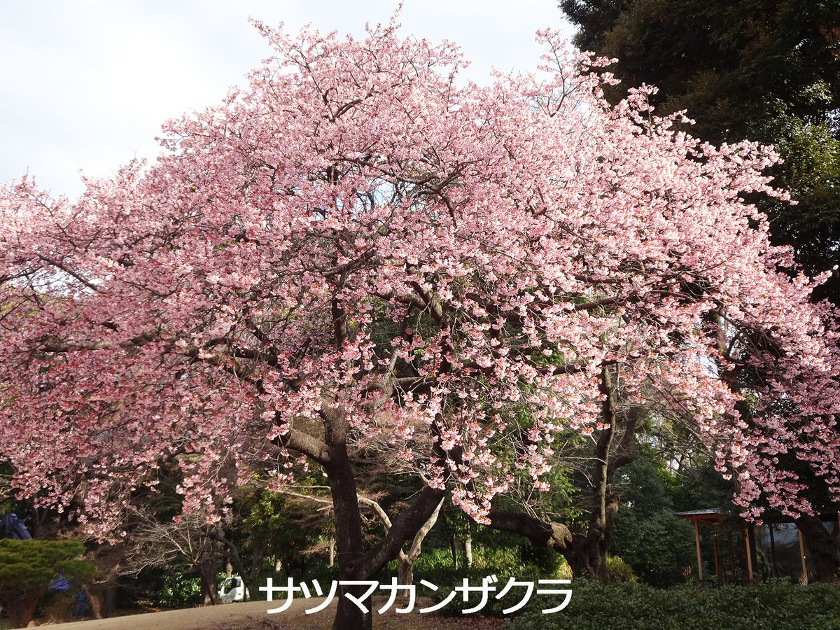 日本庭園の #サツマカンザクラ がみごろです。ピンク色をまとった木は