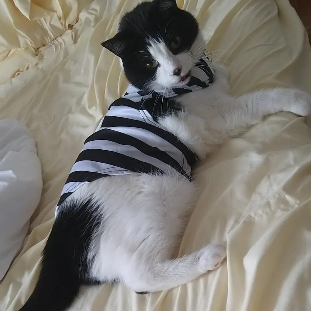 denppy 🪱🫀【moetaku】 tweet media