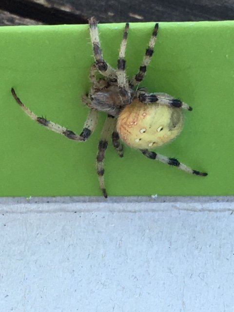 Evelyn Maria tweet media